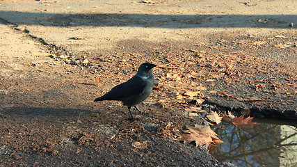 Image showing black jackdaw on the ground