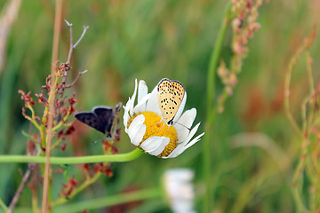 Image showing butterfly of Silver-studded Blue on the blade