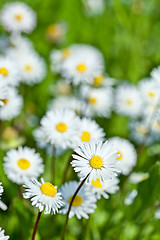 Image showing chamomile flowers field 