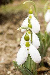 Image showing Snowdrops