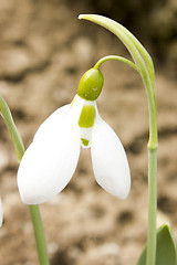 Image showing Snowdrops