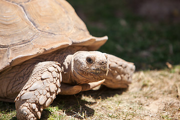 Image showing Close up of giant tortoise 