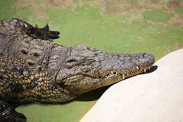 Image showing alligator,