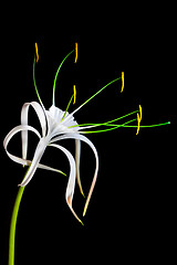 Image showing white flower on black background