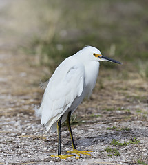 Image showing Snowy Egret 