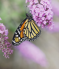 Image showing Monarch Butterfly