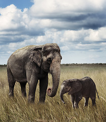 Image showing Elephants