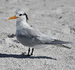 Image showing Elegant Tern Seabird 