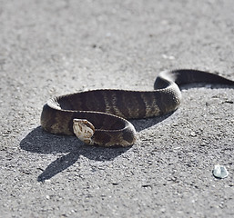 Image showing Florida Water Snake