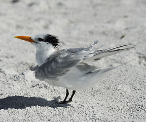 Image showing Elegant Tern Seabird