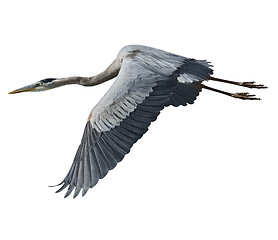 Image showing Great Blue Heron