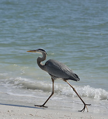 Image showing Great Blue Heron