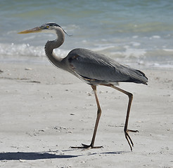 Image showing Great Blue Heron