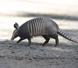 Image showing Armadillo Crossing The Road