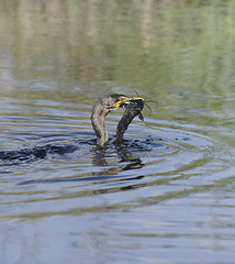 Image showing Double-crested Cormorant (Phalacrocorax carbo)