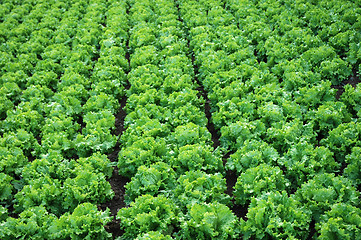 Image showing lettuces