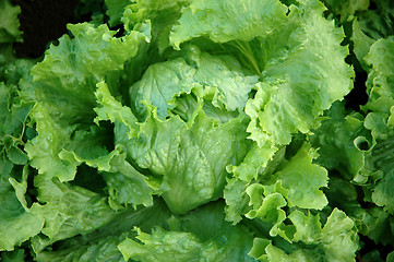 Image showing fresh lettuce