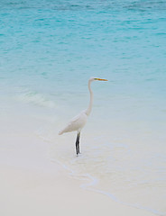 Image showing White Egret on a tropical beach