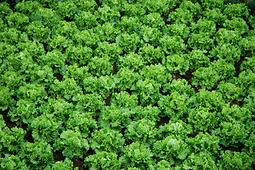 Image showing detail of a plantation of lettuces