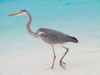 Image showing Sea heron on the beach