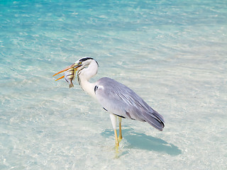 Image showing Bird holding fish in sea