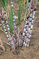 Image showing sugar cane