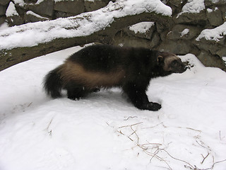 Image showing Glutton on the snow