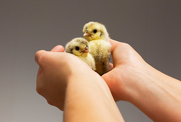 Image showing Chick on hand