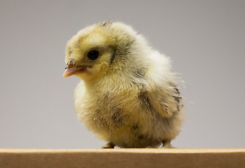 Image showing Chick on box