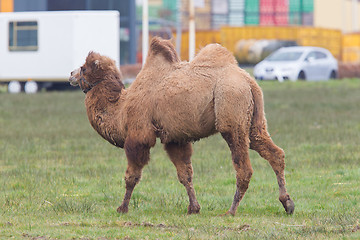 Image showing Two-humped camel