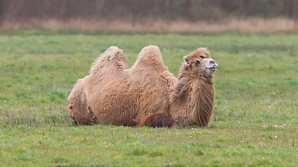 Image showing Two-humped camel