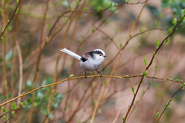 Image showing Long tailed tit (Aegithalos caudatus)