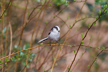 Image showing Long tailed tit (Aegithalos caudatus)