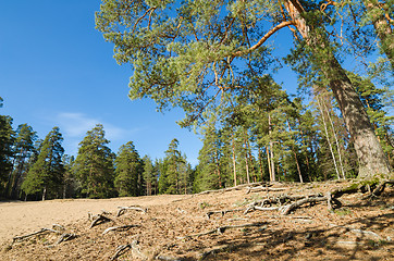 Image showing Spring landscape in a Baltic wood