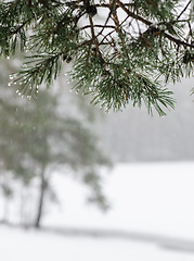 Image showing Branch of a pine with drops of water. Winter snow day