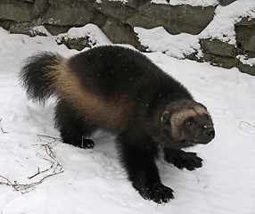 Image showing Glutton on the snow