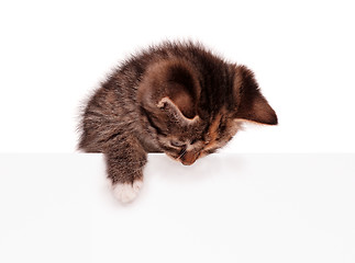 Image showing Kitten with blank 