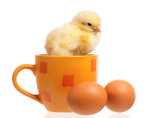 Image showing Chicken on cup