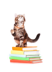 Image showing Kitten with books