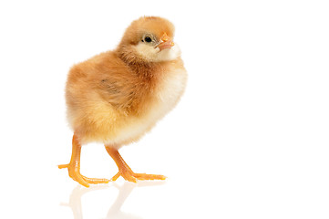 Image showing Chicken