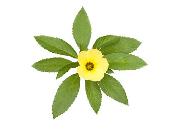 Image showing Yellow flower with leaves

