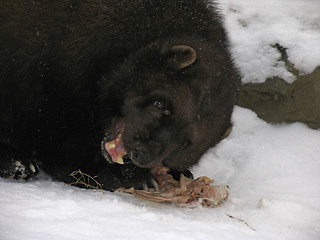 Image showing Glutton at dinner