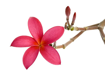 Image showing Red Frangipani flower

