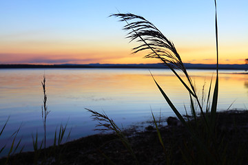 Image showing Reeds at sundown