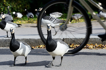 Image showing geese in the park before bikeway cyclist