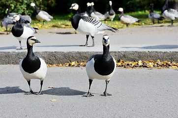 Image showing canadian geese in crossing the road