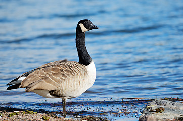 Image showing goose on Gulf coast of the Baltic Sea