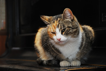 Image showing tricolor cat lies on the piano