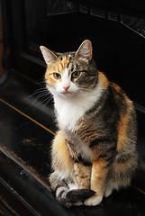 Image showing tricolor cat sits on the piano