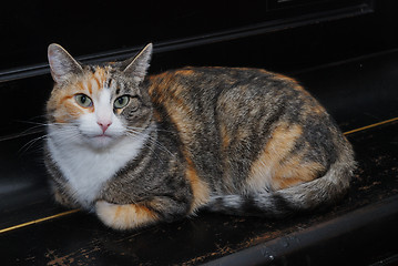 Image showing tricolor cat lies on the piano